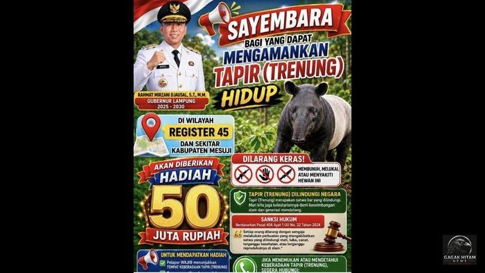 Unik! Bupati Mesuji Gelar Sayembara Tangkap Tapir Hidup-Hidup, Hadiah Rp50 Juta