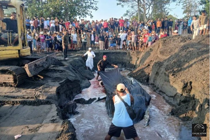 Paus Bungkuk Terdampar di Pantai Perancak Jembrana Bali, Warga dan Tim Gabungan Berupaya Selamatkan