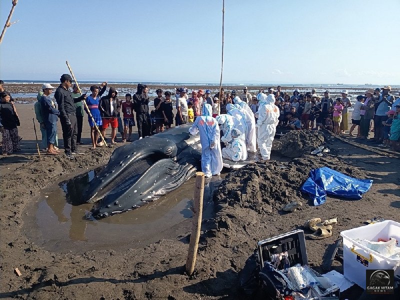 Paus Bungkuk Muda 7,7 Meter Terdampar di Pantai Jembrana Bali, Upaya Penyelamatan Berakhir Tragis