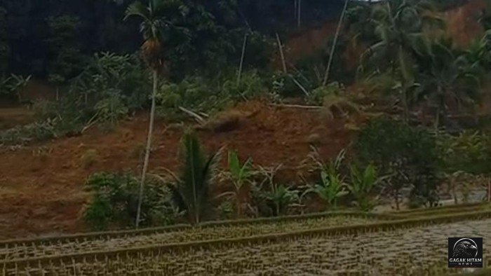 Gempa Sukabumi Diduga Picu Longsor di Tasikmalaya, Dua Hektare Sawah Tertimbun Material Tanah