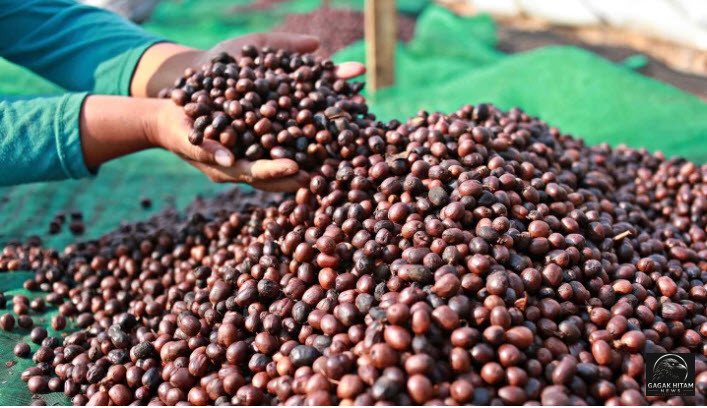 Kopi Indonesia Tembus Pasar China dan Maroko, Ekspor 38,4 Ton Bernilai Rp3,7 Miliar Dilepas