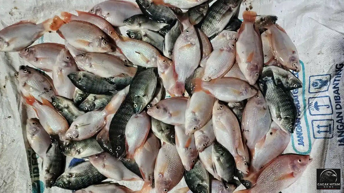 Listrik Padam Hampir Enam Jam di Kalsel, Ratusan Ikan Nila Bioflok Mati