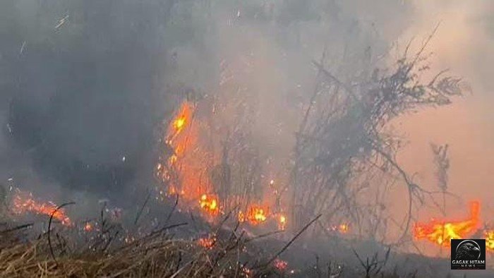 BB TNBTS Tutup Sementara Sebagian Kawasan Wisata Gunung Bromo Akibat Kebakaran Hutan