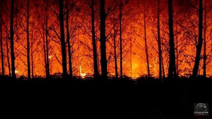 Gelombang Panas Ekstrem 42 Derajat Celsius Picu Kebakaran Hutan Dahsyat di Eropa, Ratusan Ribu Hektare Hangus