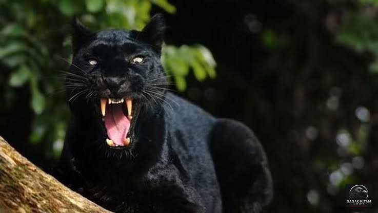Macan Hitam Berhasil Dievakuasi di Bawang, Dibawa ke Lembaga Konservasi di Batang