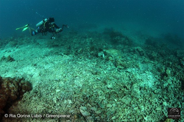 Terumbu Karang Indo-Pasifik Terancam Bom Ikan, Penelitian Ungkap Ledakan Terjadi Tiap 62 Menit