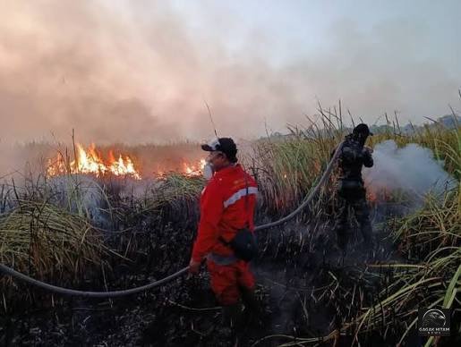 Kebakaran Melanda Taman Nasional Way Kambas, Lebih dari 673 Hektare Lahan Terbakar