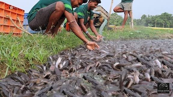India Musnahkan 36 Ton Ikan Lele Thailand, 11 Tambak di Nagpur Digerebek