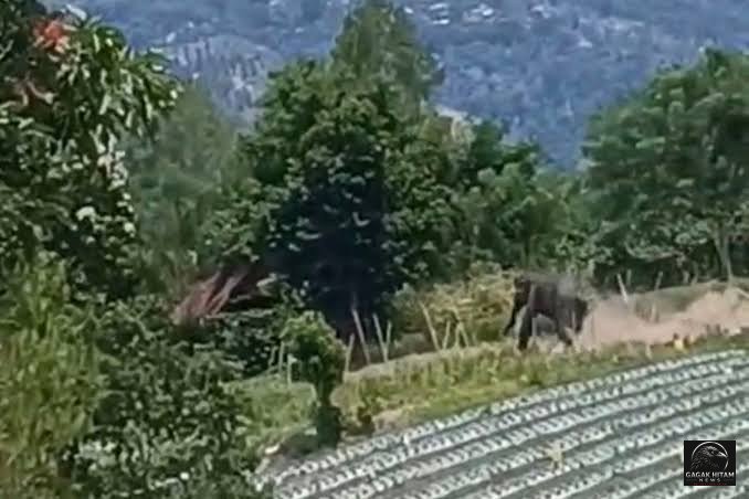 Tiga Gajah Liar Muncul di Kampung Bunter Aceh Tengah, Warga yang Berkebun Sempat Dikejar